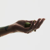 Chocolate Delights • Matcha