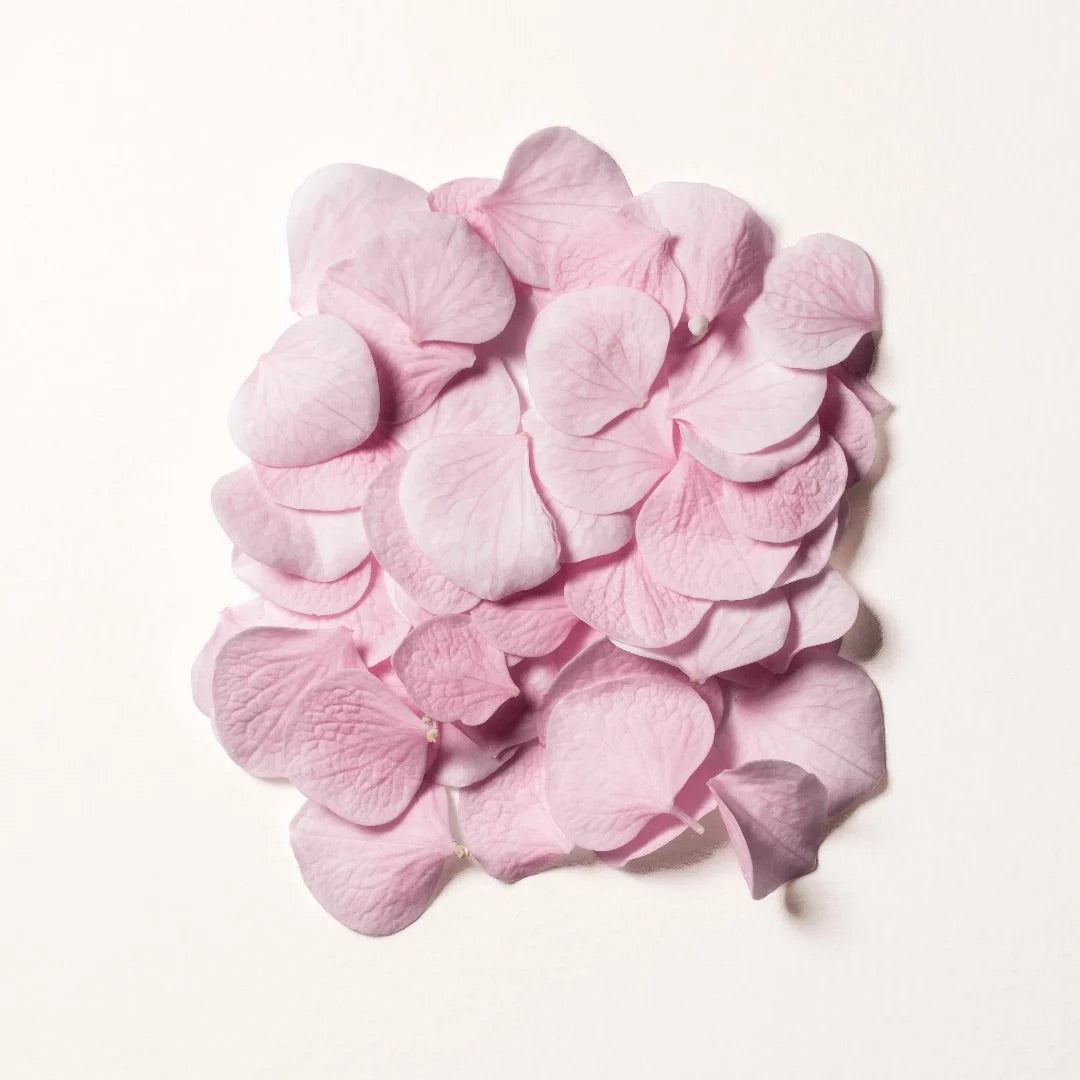 Pink cherry blossom petals, a key ingredient in DAMDAM Ginkgo Bouncy Water Cream