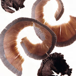 Wooden shavings from a sharpened Manasi 7 Eye and Lip Definer pencil, made from biodegradable wood